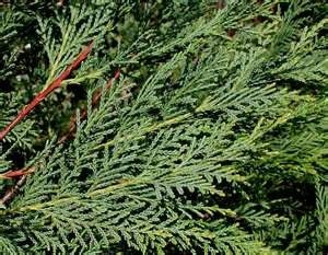 treephoto4
